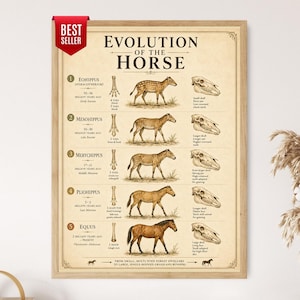 May include: A framed educational poster titled Evolution of the Horse, featuring five chronological illustrations of horse ancestors from Eohippus to Equus. Each entry includes a side-profile drawing, a skeletal foot diagram, and a skull illustration.