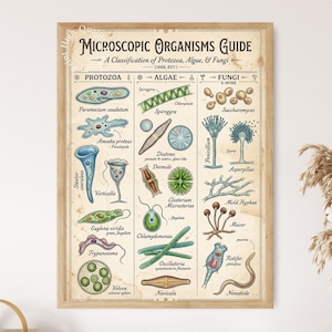 Guideposter för mikroskopiska organismer, pedagogisk väggkonst om identifiering av mikrobiologi