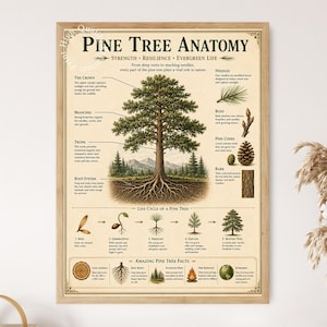 Pine Tree Anatomy Chart Poster, Evergreen Botanical Wall Art, Forest Science Decor