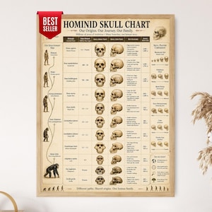 May include: A rectangular educational poster titled Hominid Skull Chart featuring a beige background with black text and illustrations. It displays an evolutionary tree, a table of various hominid species with front and side skull views, and a red Best Seller tag.