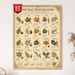 May include: A framed educational poster titled Tree Leaf Identification: A Guide to Common Trees, featuring twenty numbered illustrations of various tree leaves, seeds, and cones with descriptive text, all set against a vintage-style paper background.