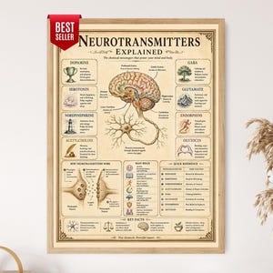 May include: A framed educational poster titled Neurotransmitters Explained, featuring a central illustration of a human brain and neuron. The chart details various neurotransmitters like dopamine, serotonin, and GABA with icons and descriptive text.