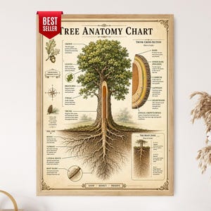 May include: A framed educational poster titled Tree Anatomy Chart featuring a detailed illustration of a tree with its crown, trunk, and root system. The chart includes labelled diagrams of a trunk cross-section, leaves, and root zones with text.