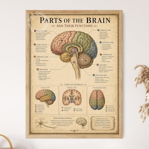 Op de afbeelding: Een ingelijste educatieve poster getiteld Parts of the Brain and Their Functions, met een gedetailleerde anatomische illustratie van het menselijk brein met genummerde secties, labels en tekst op een vintage beige achtergrond.