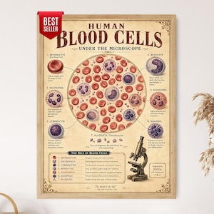 May include: A framed educational poster titled Human Blood Cells Under the Microscope, featuring a central circular diagram of various blood cells, labeled illustrations of erythrocytes, neutrophils, lymphocytes, monocytes, eosinophils, basophils, and platelets.