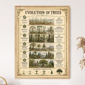 May include: A rectangular educational poster titled Evolution of Trees in a light wood frame. It features six horizontal panels illustrating geological eras from the Silurian to the Cretaceous, with detailed botanical drawings and descriptive text.