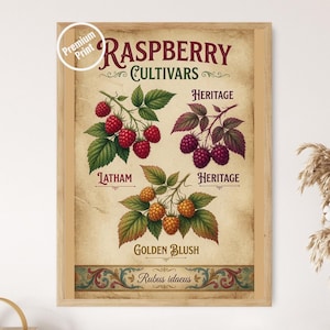 Raspberry Cultivars Print: Latham, Heritage, Golden Blush Botanical Art