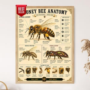 Puede incluir: Un póster educativo rectangular titulado HONEY BEE ANATOMY con una etiqueta roja de BEST SELLER. Presenta ilustraciones detalladas de una abeja, incluyendo anatomía externa, estructura esquelética, anatomía interna y diagramas de detalles.