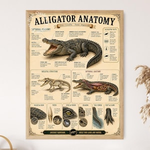 Puede incluir: Un póster educativo enmarcado titulado Alligator Anatomy que presenta una ilustración detallada de un caimán, su estructura esquelética y órganos internos con etiquetas de texto descriptivas que explican sus características físicas y datos biológicos.
