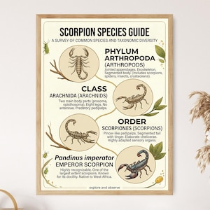 May include: A framed educational poster titled SCORPION SPECIES GUIDE with a cream background. It features detailed illustrations of scorpions within circular frames, accompanied by taxonomic text including Phylum Arthropoda and Order Scorpiones.
