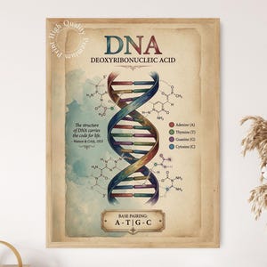 May include: A framed scientific poster featuring a colorful DNA double helix illustration on a vintage-style parchment background. The text includes DNA, Deoxyribonucleic Acid, chemical structures, a Watson and Crick quote, and a base pairing legend.