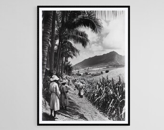 Impresión fotográfica vintage de una plantación de caña de azúcar hawaiana, escena de principios del siglo XX