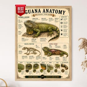 May include: A rectangular educational poster titled Iguana Anatomy featuring a detailed green iguana illustration, skeletal structure, internal anatomy, and labeled diagrams of scales, eyes, tympanum, dewlap, spines, claws, and tail regeneration.