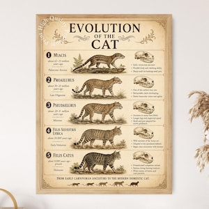 May include: A framed educational poster titled Evolution of the Cat, featuring five numbered illustrations of feline ancestors and their skulls, ranging from Miacis to Felis Catus, with descriptive text detailing geological eras and evolutionary traits.