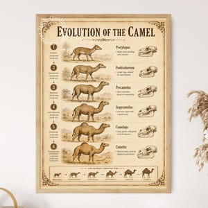 Może przedstawiać: Oprawiony plakat edukacyjny zatytułowany Evolution of the Camel, przedstawiający sześć numerowanych ilustracji przodków wielbłąda od Protylopus do Camelus, wraz z rysunkami czaszek, epokami geologicznymi i opisowym tekstem.