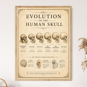 May include: A framed educational poster titled Evolution of the Human Skull, featuring a beige background with black text and illustrations. It displays six human ancestor skulls in a sequence, along with diagrams of a brain, jaw, and teeth.