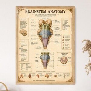 以下が含まれることがあります： Brainstem Anatomy, The Control Center for Lifeというタイトルの額入り教育ポスター。ベージュの背景に、脳幹の背側および腹側の詳細な解剖学的イラスト、ラベル、テキスト説明、小さな図が描かれています。