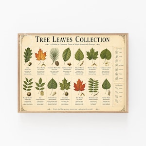 Tree Leaf Identification Chart, Common Leaf Types and Botanical Wall Art