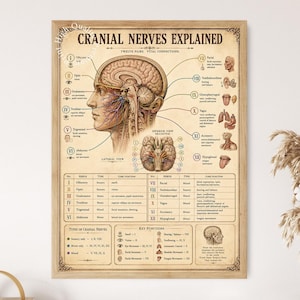Könnte beinhalten: Ein gerahmtes Lehrplakat mit dem Titel CRANIAL NERVES EXPLAINED, das eine Seitenansicht des menschlichen Gehirns und Kopfes zeigt. Die Grafik stellt zwölf Hirnnerven mit detaillierten anatomischen Illustrationen und einer Funktionstabelle dar.