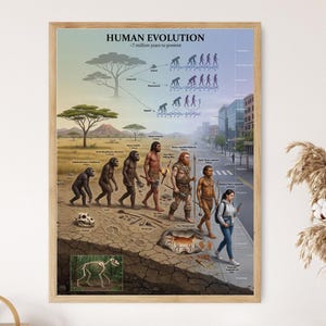 Peut inclure: Affiche encadrée illustrant l'évolution humaine sur 7 millions d'années. L'illustration montre une progression des hominidés, des formes simiesques aux humains modernes, avec une ville en arrière-plan. L'affiche comprend le texte "HUMAN EVOLUTION".