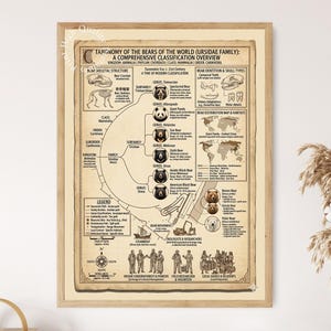 Bears Taxonomy Classification Overview Print: Ursidae Family Tree Poster