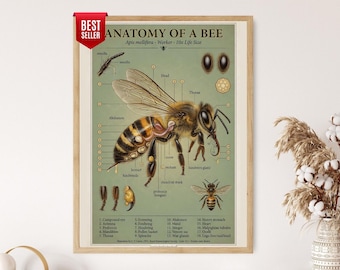 Plakat „Anatomia pszczoły”, wydruk edukacyjny o nauce o zapylaczach