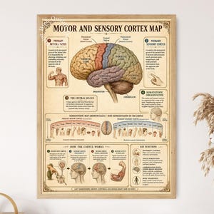 May include: A framed educational poster titled Motor and Sensory Cortex Map, featuring a central illustration of a human brain with color-coded lobes, anatomical diagrams, and detailed text explanations regarding brain functions and body representation.