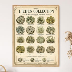 May include: A framed educational poster titled LICHEN COLLECTION A NATURAL HISTORY CHART OF SYMBIOTIC FORMS. It displays sixteen detailed illustrations of various lichen species with scientific names and a section on the three main growth forms.