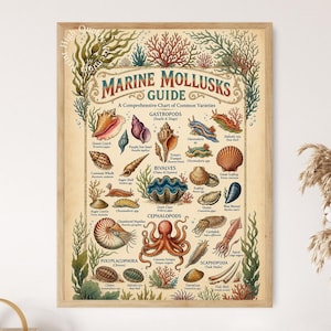 May include: A framed educational poster titled Marine Mollusks Guide, featuring detailed illustrations of various sea creatures including gastropods, bivalves, cephalopods, polyplacophora, and scaphopoda, all labeled with their common and scientific names.