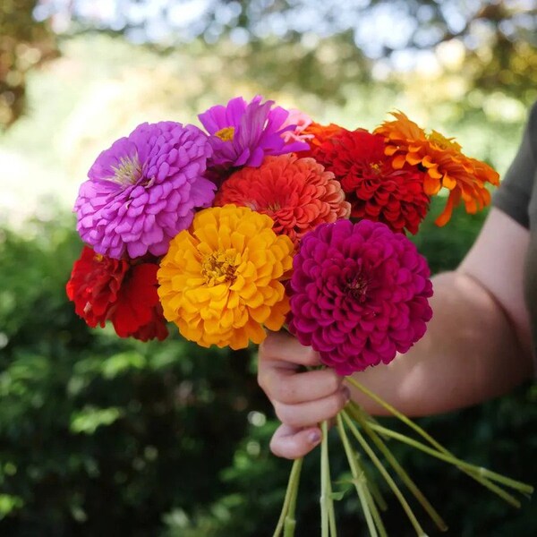 Wildflower seed (Zinnia) mix