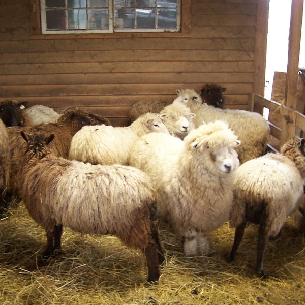 Spinners Delight-Super Mix 3 pounds Raw Fleece-Mixed Breeds Special