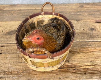 Domestic Chicken Hen Taxidermy Bird Mount | Grade: Nice