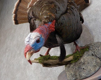 Merriam's Turkey Taxidermy Bird Mount | Grade: Elite