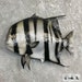 see more listings in the Fish Mount Taxidermy section