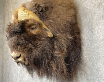 Greenland Muskox Shoulder Taxidermy Mount | Grade: Elite