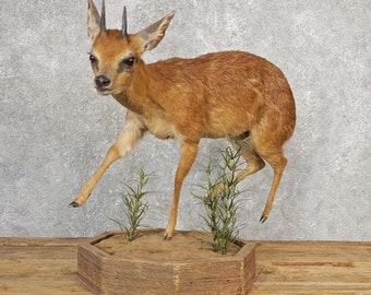 Cape Grysbok Antelope Life Size Taxidermy Mount | Grade: Excellent