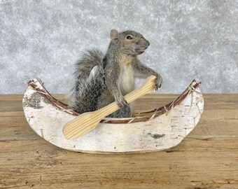 Canoe Squirrel Novelty Taxidermy Mount | Grade: Premier