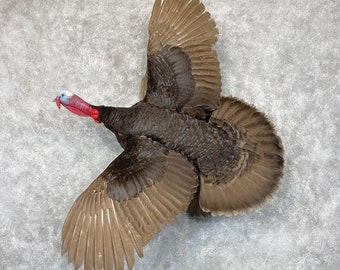 Chocolate Slate Turkey Taxidermy Bird Mount | Grade: Excellent