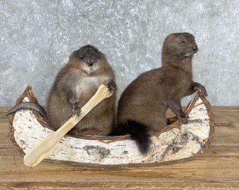 Canoeing Pals Novelty Taxidermy Mount | Grade: Premier