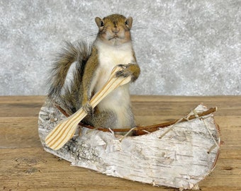 Canoe Squirrel Novelty Taxidermy Mount | Grade: Premier