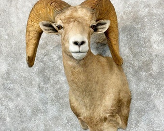 Desert Bighorn Sheep Taxidermy Shoulder Mount | Grade: Elite