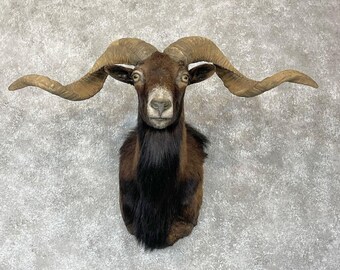 Corsican Ram Taxidermy Shoulder Mount | Grade: Excellent