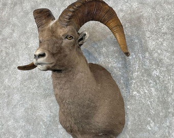 Kamchatka Snow Sheep Taxidermy Shoulder Mount | Grade: Elite