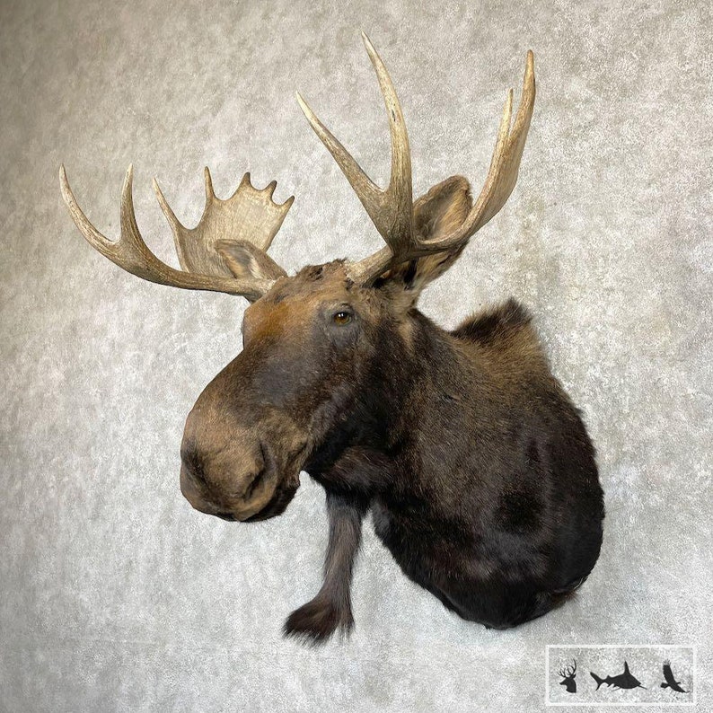 Maine Moose Taxidermy Shoulder Mount Grade: Nice image 5