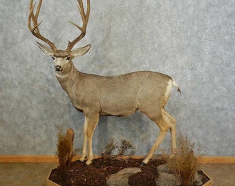 Mule Deer Life-Size Taxidermy Mount | Grade: Elite