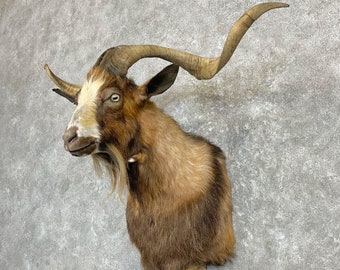 Catalina Goat Taxidermy Shoulder Mount | Grade: Excellent