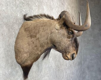 African Black Wildebeest Taxidermy Shoulder Mount | Grade: Elite