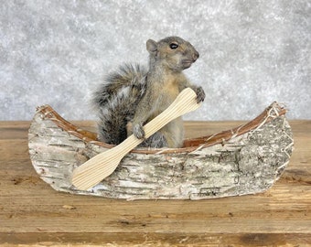 Canoe Squirrel Novelty Taxidermy Mount | Grade: Excellent