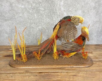 Fighting Golden Pheasant Taxidermy Bird Mount Scene | Grade: Premier