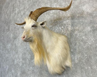 Catalina Goat Taxidermy Shoulder Mount | Grade: Excellent